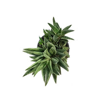 Load image into Gallery viewer, Succulent, 3.5in, Gasteria Green Ice
