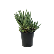 Load image into Gallery viewer, Succulent, 3.5in, Gasteria Green Ice