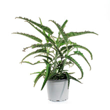 Load image into Gallery viewer, Succulent, 3.5in, Kalanchoe Octopus
