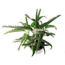 Load image into Gallery viewer, Succulent, 3.5in, Kalanchoe Octopus
