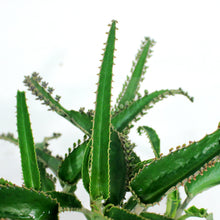 Load image into Gallery viewer, Succulent, 3.5in, Kalanchoe Octopus