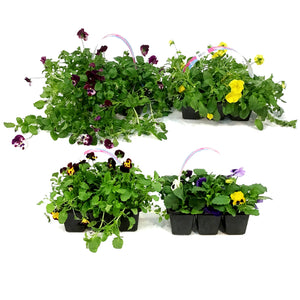 Annual, 6pk, Landscape Pack, Pansies, Assorted