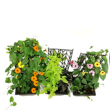 Load image into Gallery viewer, Planter, 8in, w/ Cage, Assorted