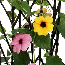 Load image into Gallery viewer, Planter, 8in, w/ Cage, Assorted