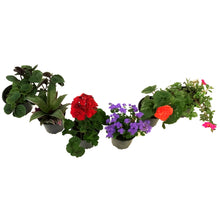 Load image into Gallery viewer, Annual, 4in, Potted, Assorted