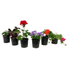 Load image into Gallery viewer, Annual, 4in, Potted, Assorted