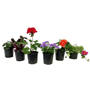 Annual, 4in, Potted, Assorted