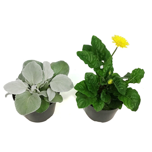 Planter, 8in, Premium Pot, Assorted