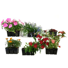 Load image into Gallery viewer, Annual, 6pk, Bedding Pack, Assorted