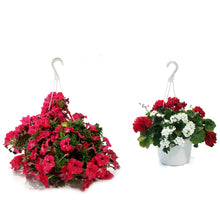Load image into Gallery viewer, Hanging Basket, 10in, Canada Day, Assorted