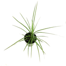 Load image into Gallery viewer, Annual, 1gal Dracaena, Assorted