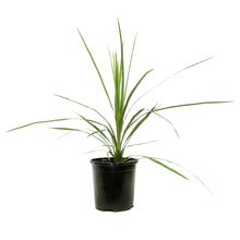 Load image into Gallery viewer, Annual, 1gal Dracaena, Assorted