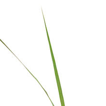 Load image into Gallery viewer, Annual, 4in, Dracaena