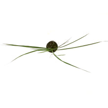 Load image into Gallery viewer, Annual, 4in, Dracaena