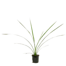 Load image into Gallery viewer, Annual, 4in, Dracaena
