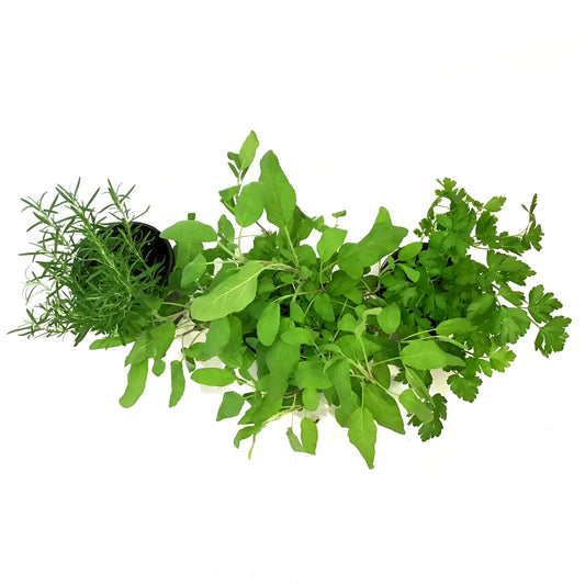 Herb, 1gal, Potted, Assorted
