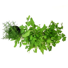 Load image into Gallery viewer, Herb, 1gal, Potted, Assorted