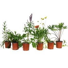 Load image into Gallery viewer, Perennial, 4in, Potted, Assorted