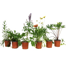 Load image into Gallery viewer, Perennial, 4in, Potted, Assorted
