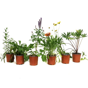 Perennial, 4in, Potted, Assorted