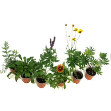 Load image into Gallery viewer, Perennial, 4in, Potted, Assorted
