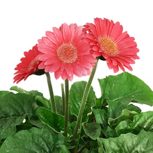 Load image into Gallery viewer, Planter, 7.5in, Pixie Pot, Assorted