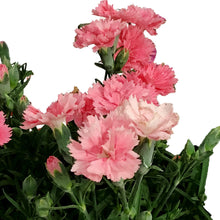 Load image into Gallery viewer, Planter, 7.5in, Pixie Pot, Assorted