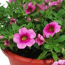 Load image into Gallery viewer, Planter, 7.5in, Pixie Pot, Assorted