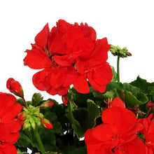 Load image into Gallery viewer, Planter, 10in, Spring Combo, Assorted