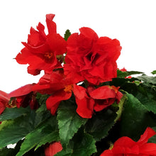 Load image into Gallery viewer, Planter, 10in, Spring Combo, Assorted