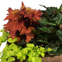 Load image into Gallery viewer, Planter, 15in, Spring Combo, Assorted