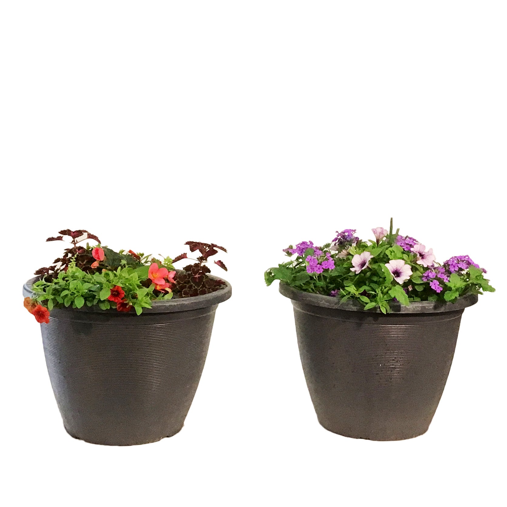 鉢・プランター neighborhood srl PLANT POT Planter, 16in, Spring Combo, Assorted – Floral Acres Greenhouse