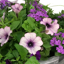 Load image into Gallery viewer, Planter, 16in, Spring Combo, Assorted