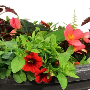 Planter, 16in, Spring Combo, Assorted