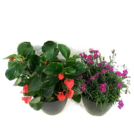Planter, 9.5in, Summer Sizzler, Assorted