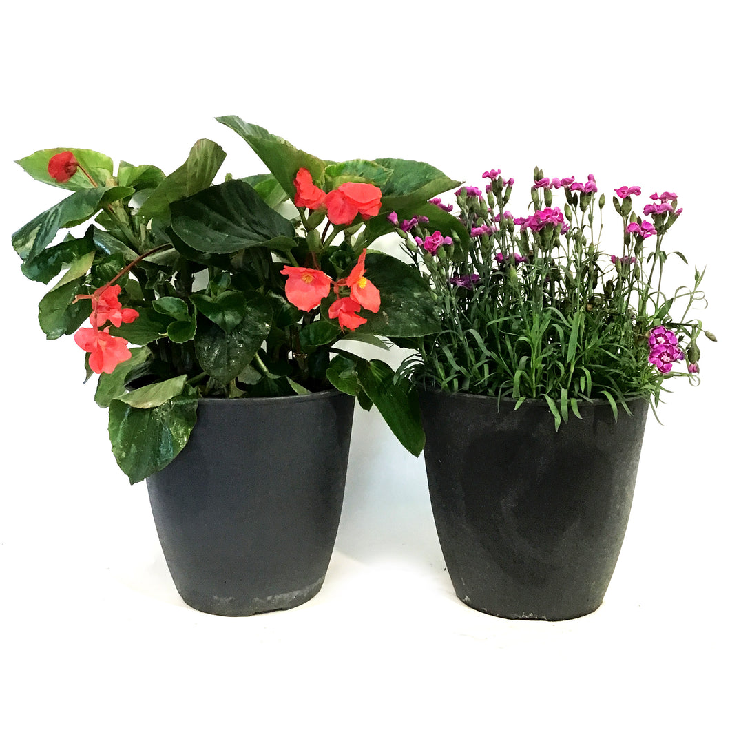 Planter, 9.5in, Summer Sizzler, Assorted