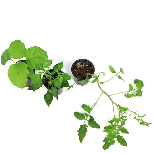 Vegetable, 3.5in, Potted, Assorted