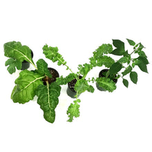Load image into Gallery viewer, Vegetable, 4in, Potted, Assorted