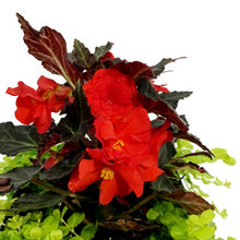 Load image into Gallery viewer, Window Box, 16in, Planter, Assorted