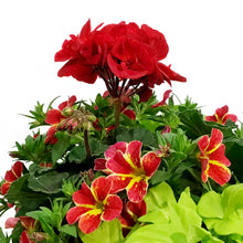 Load image into Gallery viewer, Window Box, 16in, Planter, Assorted