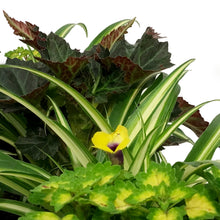 Load image into Gallery viewer, Window Box, 24in,Planter, Assorted