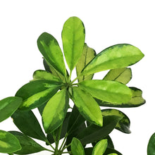 Load image into Gallery viewer, Schefflera, 1 Gal, Arboricola Trinette Bush