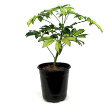 Load image into Gallery viewer, Schefflera, 1 Gal, Arboricola Trinette Bush