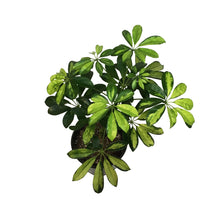Load image into Gallery viewer, Schefflera, 1 Gal, Arboricola Trinette Bush