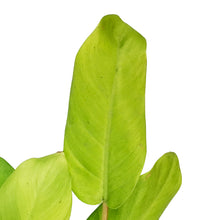 Load image into Gallery viewer, Philodendron, 6in, Malaya Gold