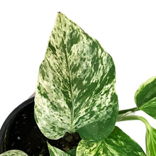 Load image into Gallery viewer, Pothos, 4in, Marble Queen