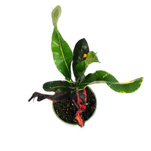 Load image into Gallery viewer, Croton, 4in, Mammy