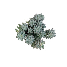 Load image into Gallery viewer, Succulent, 3.5in, Pachyphytum Macho