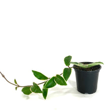 Load image into Gallery viewer, Hoya, 4in, Carnosa Krimson Queen