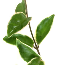 Load image into Gallery viewer, Hoya, 4in, Carnosa Krimson Queen
